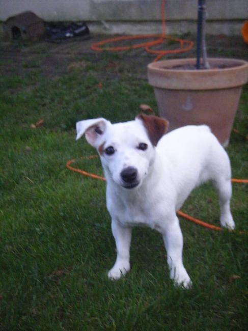 Véga - Jack Russell