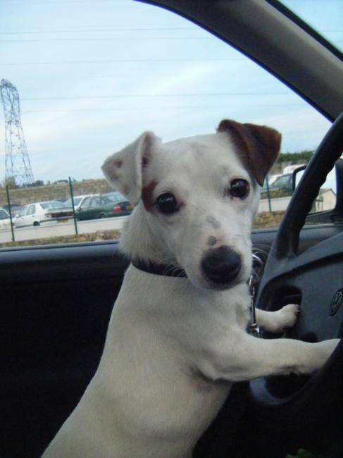 Véga Jack Russel - Jack Russell