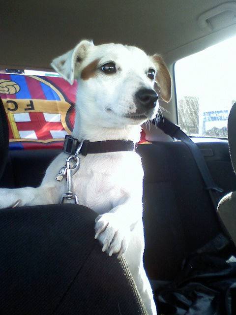 Véga - Jack Russell