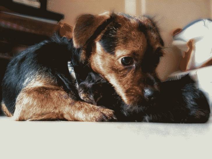 Moustik - Jack Russell Mâle (1 an)