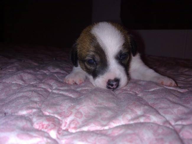 Guess, chiot Jack Russel 2 semaines - Jack Russell