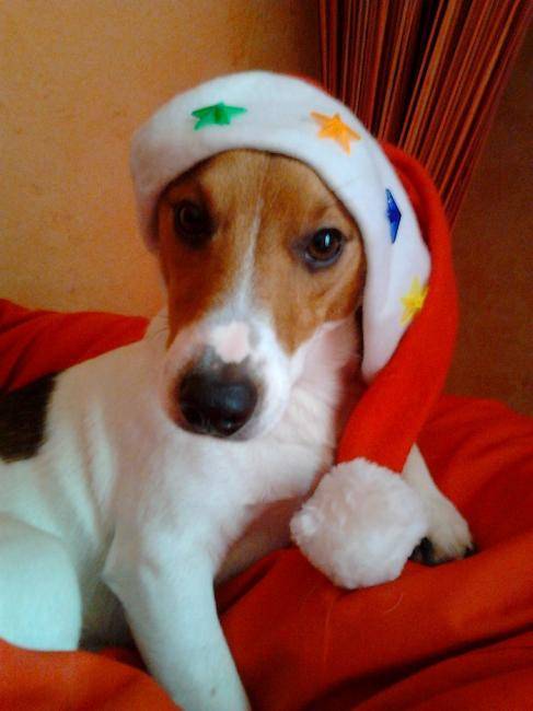 Falco 1 an - Jack Russell