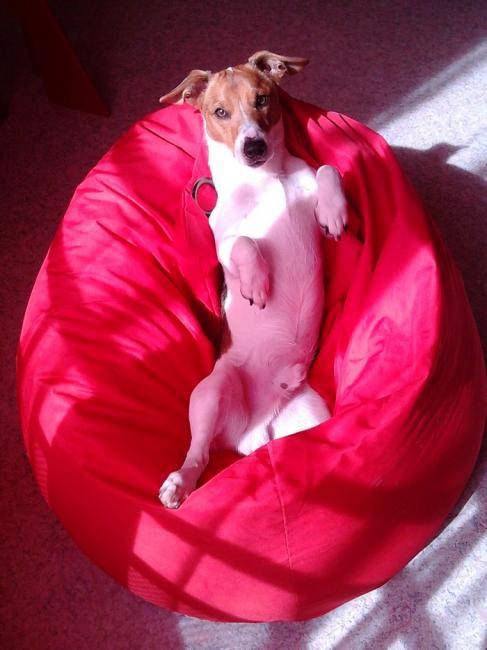 Falco jack Russel 1 an - Jack Russell