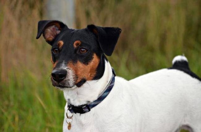 Diabolo beau Jack Russel Terrier 3 ans - Jack Russell (3 ans)