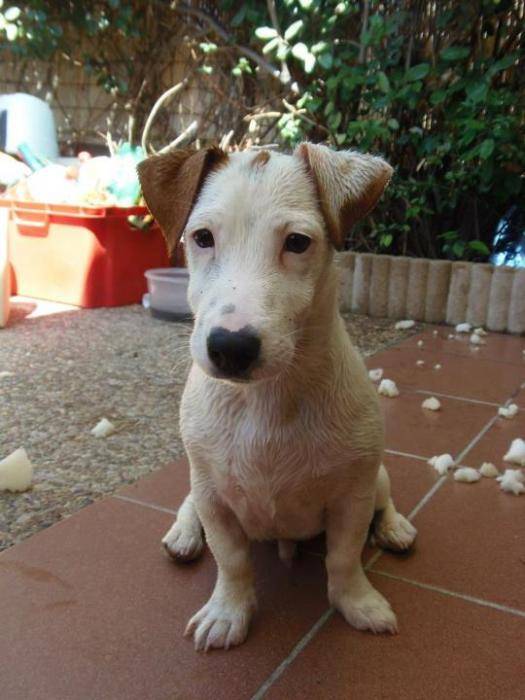 Haron Jack Russel 5 mois et demi - Jack Russell (5 mois)