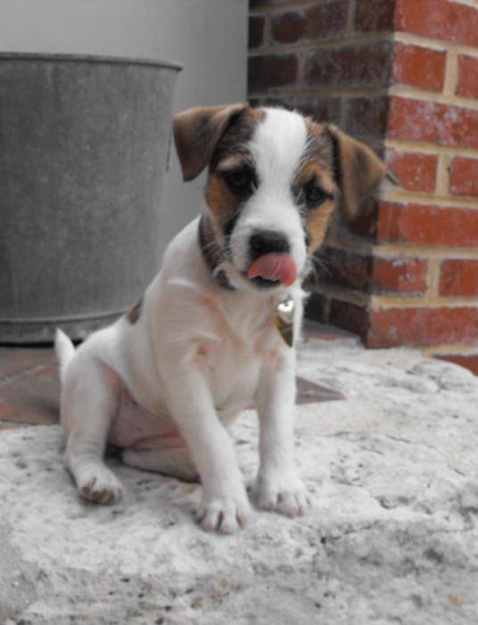 Heden petite Parson Russel - Jack Russell