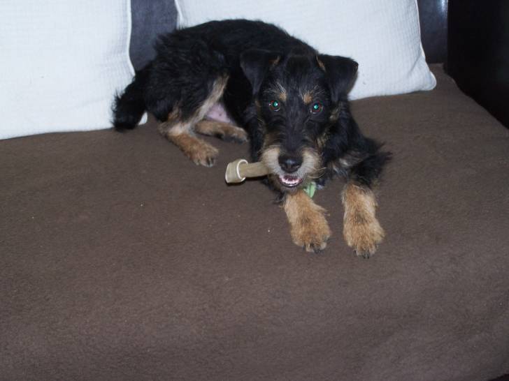 eliott - Jack Russell Mâle (9 mois)