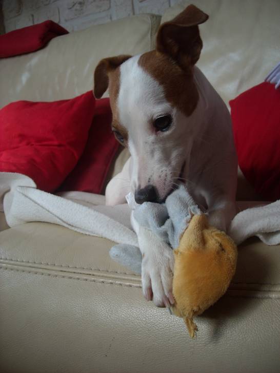 Cafeïne - Jack Russell (2 ans)