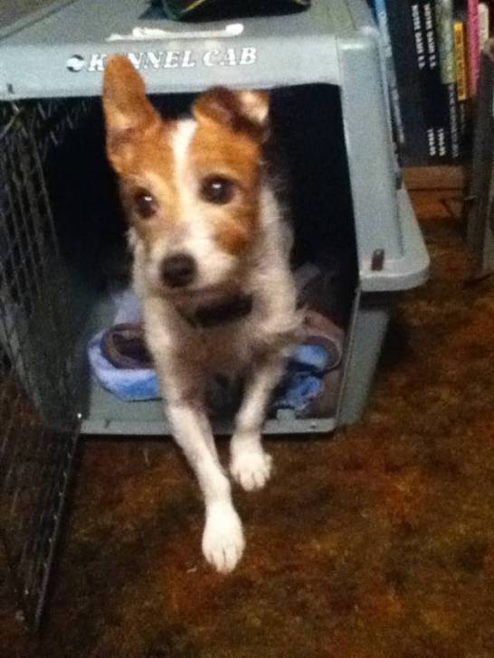 Comet - Jack Russell (12 ans)