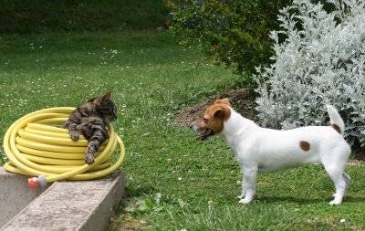CALY ET TAO - Jack Russell (6 ans)
