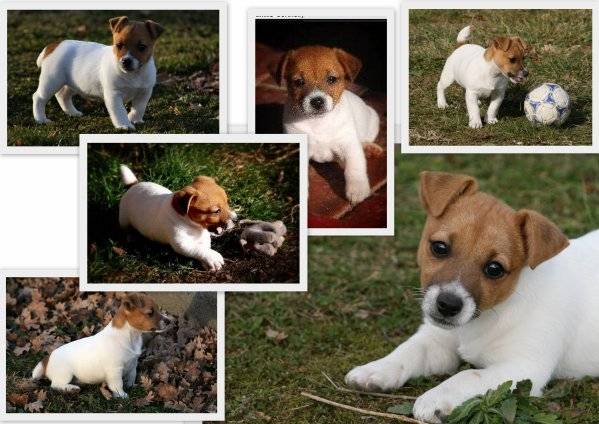 Caly dite "Choupette" - Jack Russell (6 ans)
