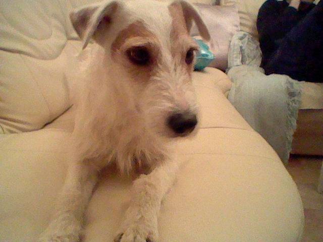 Romeo - Jack Russell Mâle (5 mois)
