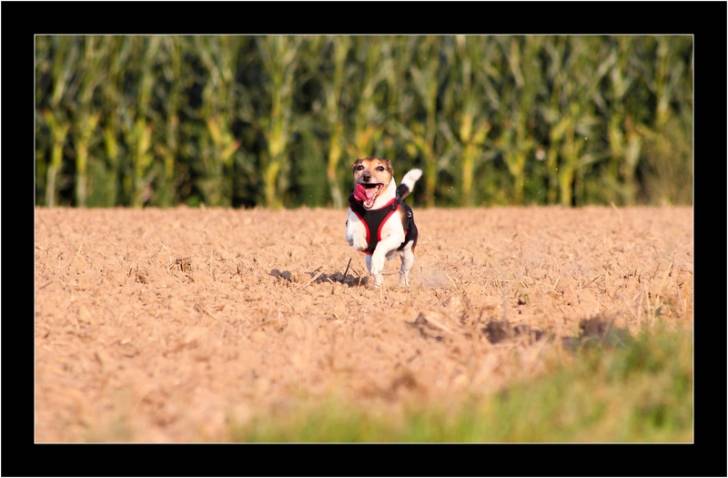Lyrco - Jack Russell Mâle (10 ans)