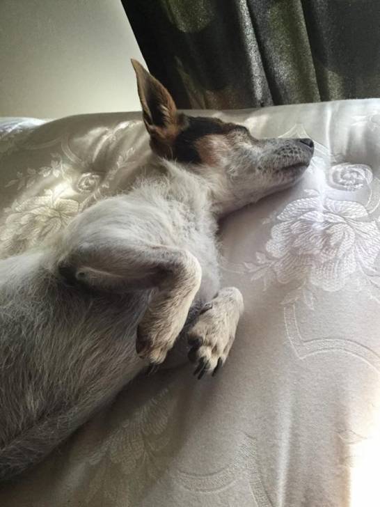 Rose - Jack Russell (7 ans)