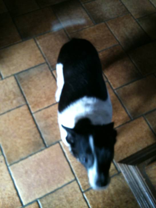 kitti - Jack Russell (11 ans)