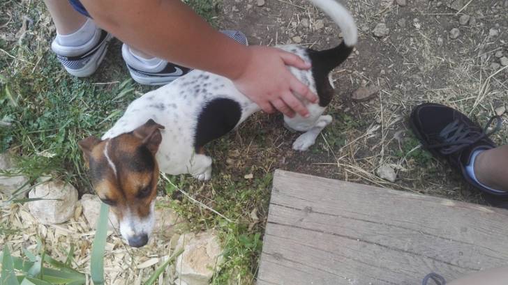 Nash - Jack Russell Mâle (6 mois)