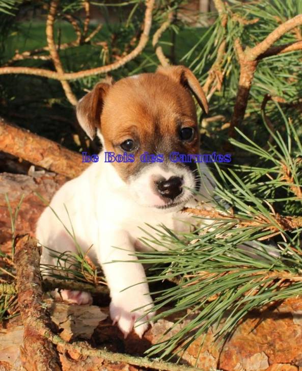 Olita - Jack Russell (1 mois)