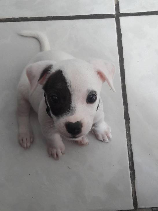 Olaf - Jack Russell Mâle (2 mois)