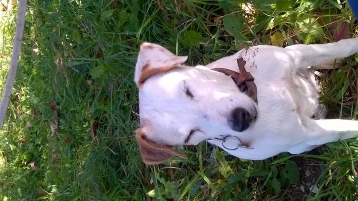 Nieve - Jack Russell (10 ans)