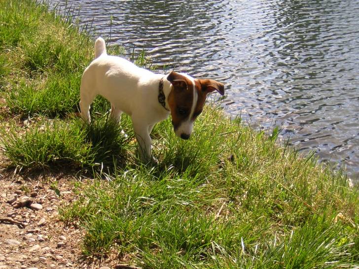 Thelma - Jack Russell (4 mois)
