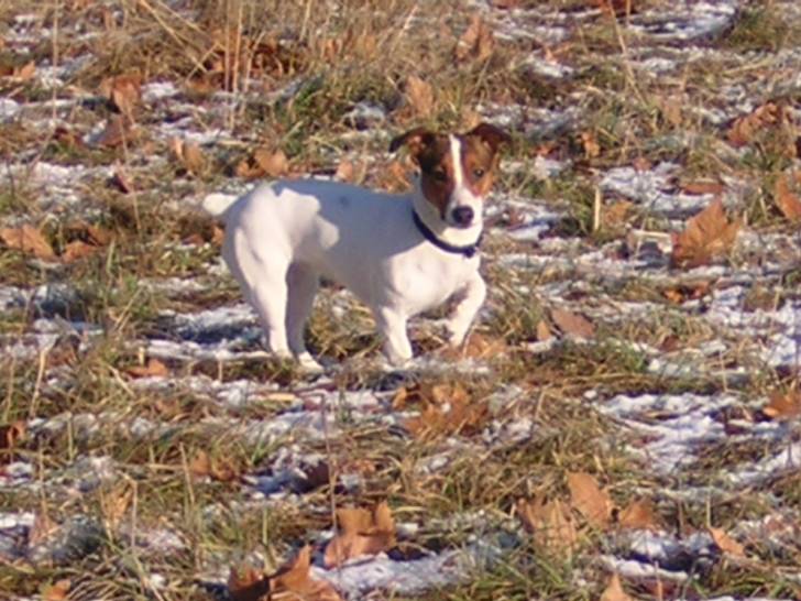 Thelma 1 an - Jack Russell (1 an)