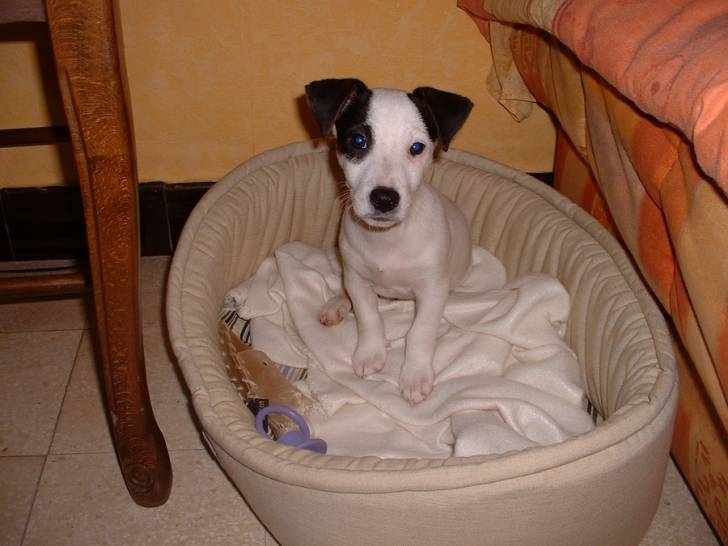 Mylo - Jack Russell