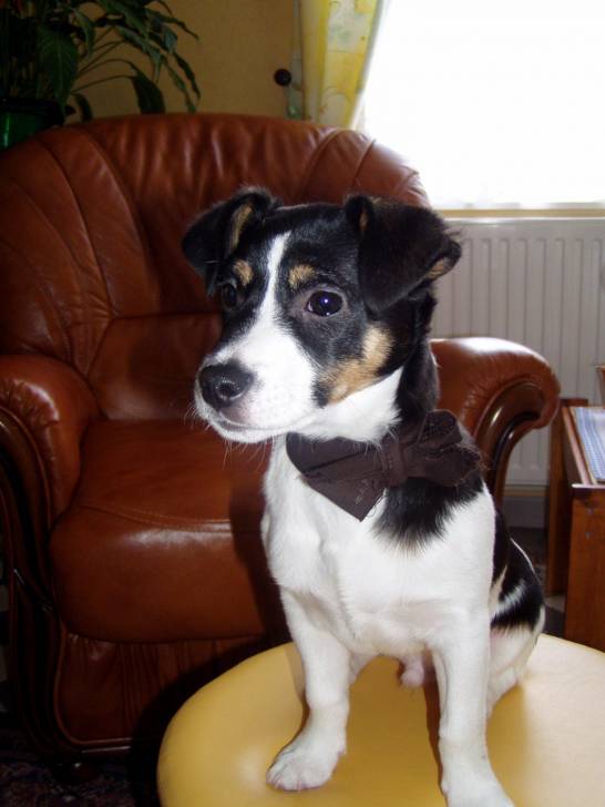 Noeud pap&#39; - Jack Russell