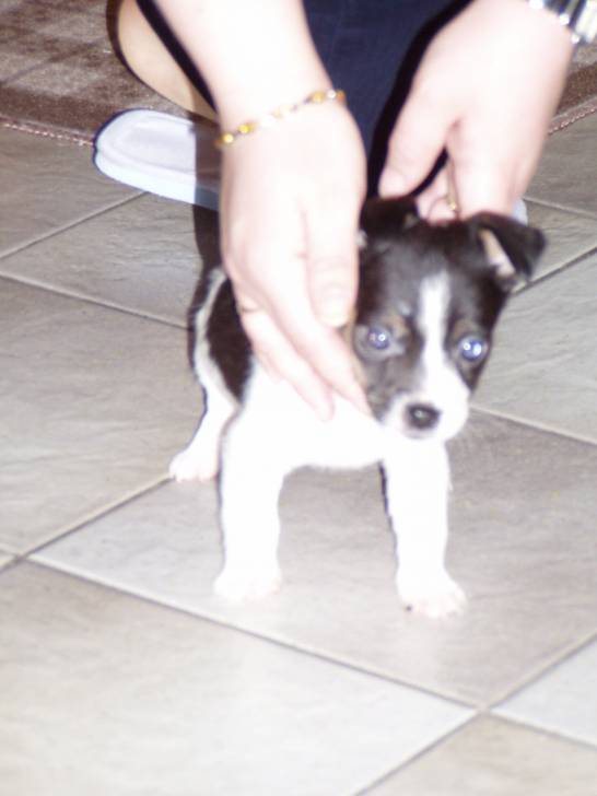 Bébé... - Jack Russell