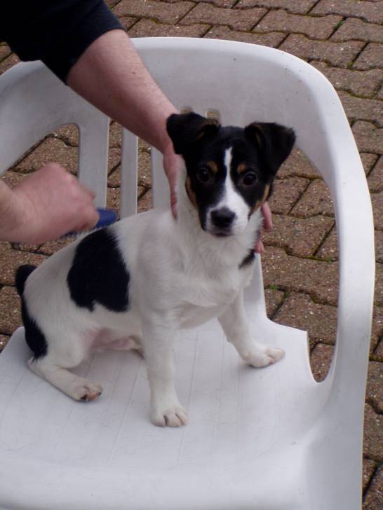 Toilettage... - Jack Russell