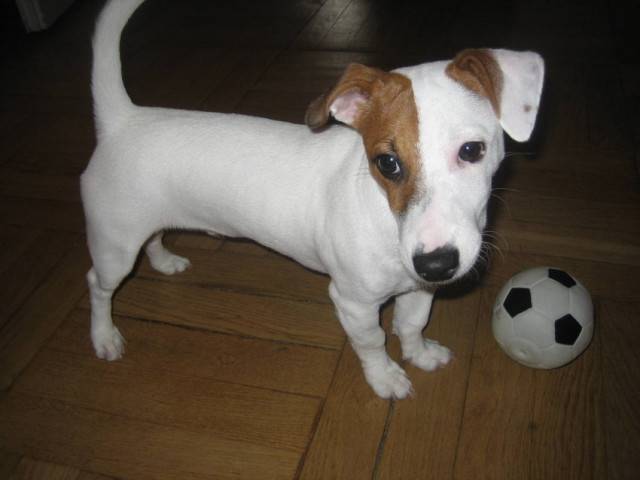 Duke - Jack Russell Mâle (6 mois)