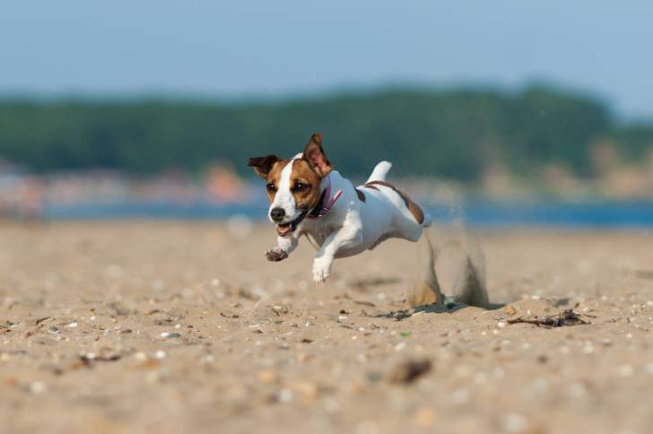 Un Jack Russell en train de courir sur la plage