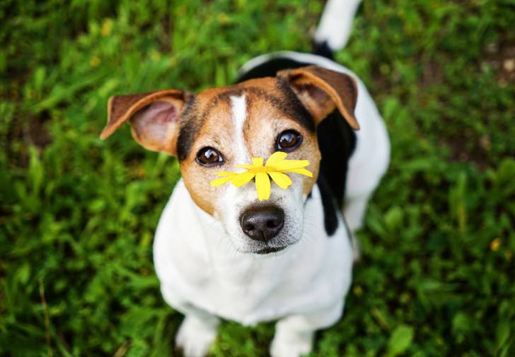Un Jack Russell mignon avec une fleur jaune posée sur son nez