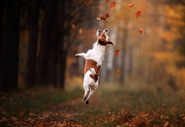 Un Jack Russell saute pour attraper des feuilles d'automne