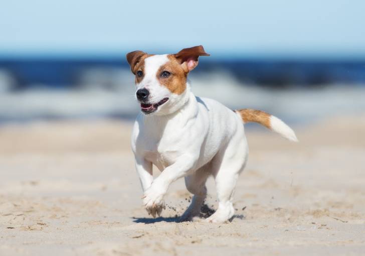 Un Jack Russell fauve et blanc en train de courir sur la plage