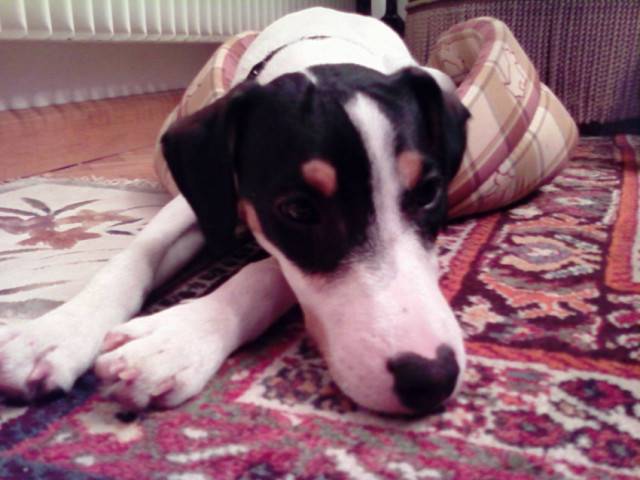 Diabolo (chien de mon tonton) - Jack Russell Mâle (11 mois)