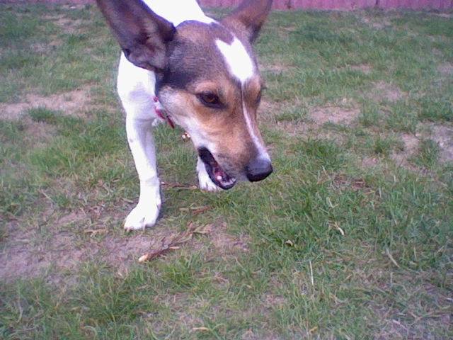 Sidonie - Jack Russell (1 an)
