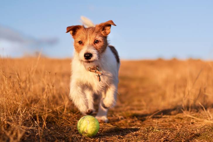 Photo Jack Russell