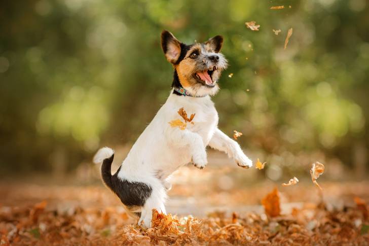 Photo Jack Russell