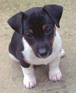 Le plus mimi - Jack Russell Mâle (8 mois)