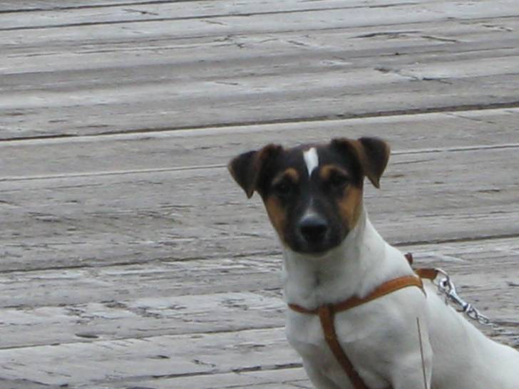 dalton - Jack Russell (3 ans)