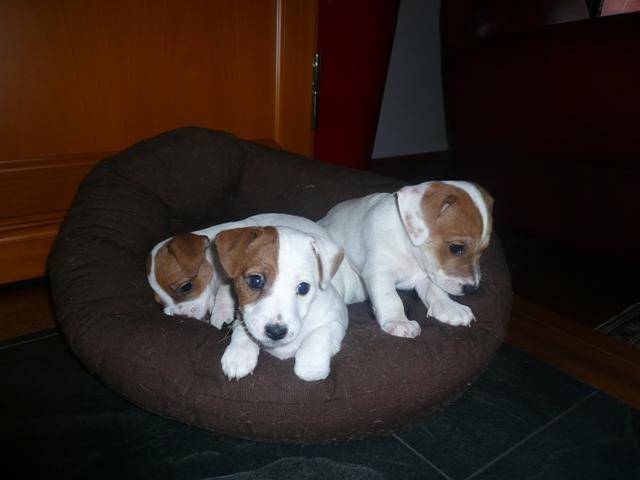 elvise - Jack Russell Mâle (2 ans)