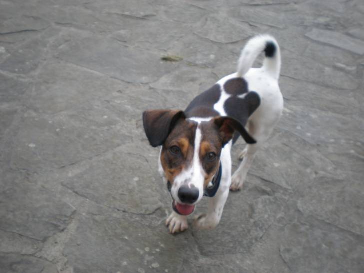 Rasti - Jack Russell Mâle (2 mois)