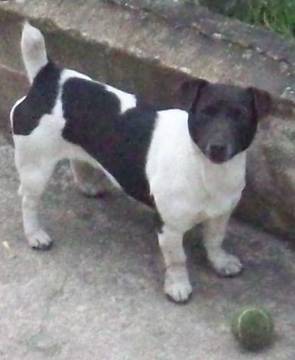 Corrée - Jack Russell (1 mois)