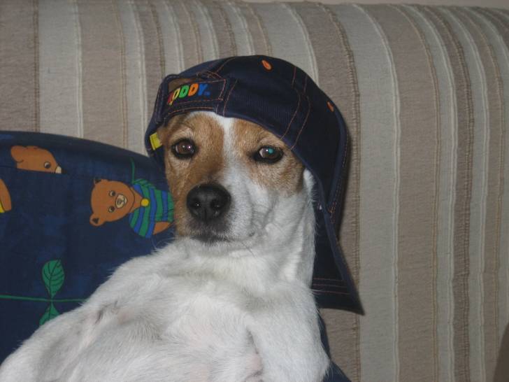 Toby - Jack Russell Mâle (7 mois)