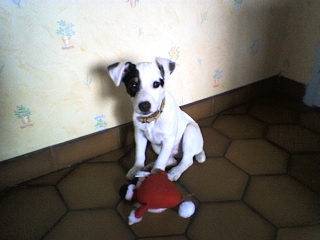 caloo - Jack Russell Mâle (2 ans)