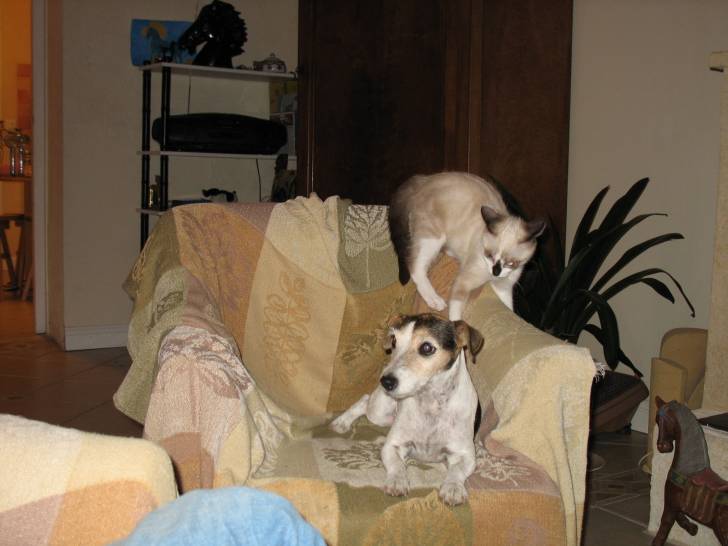 Diego and Lucky - Jack Russell (10 ans)