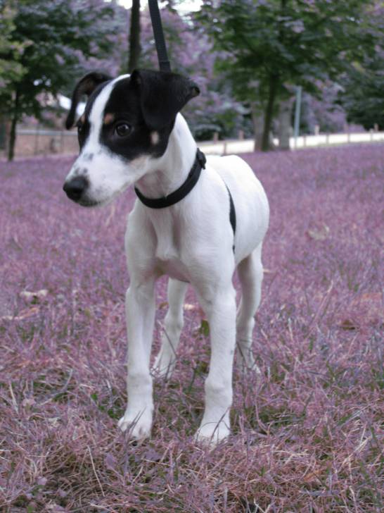 Ange - Jack Russell (5 mois)