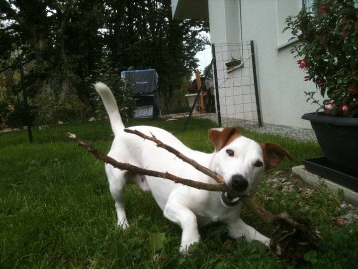 elboy - Jack Russell Mâle (2 ans)
