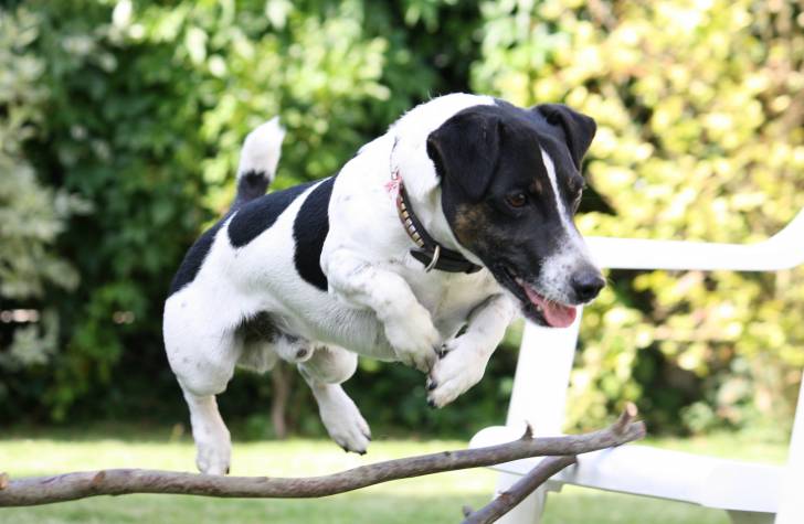 Dalton - Jack Russell Mâle (3 ans)