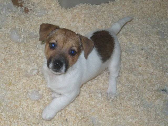 Gribouille - Jack Russell (10 mois)